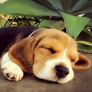 Meet your Posher, Alison